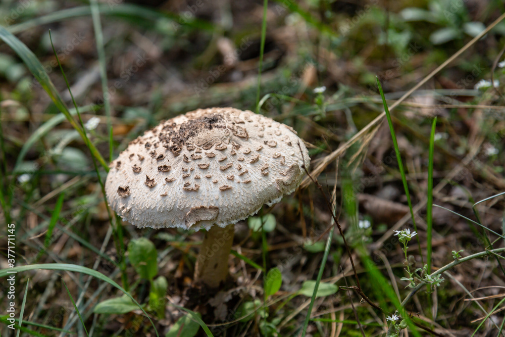 Parasol mushroom Macrolepiota procera close-up grows in the grass in the forest. Horizontal orientation. High quality photo Parasol mushroom Macrolepiota procera close-up grows in the grass in the forest. Horizontal orientation. High quality photo