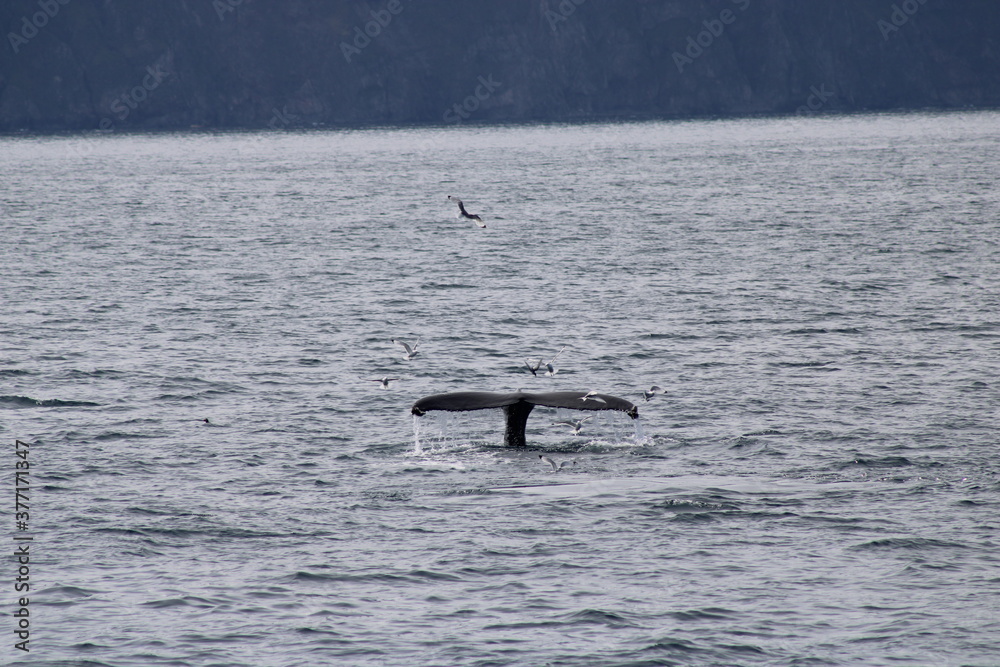 Fototapeta premium Whale Watching Tour around the city of Húsavík in northern Iceland, the whale capital of the world