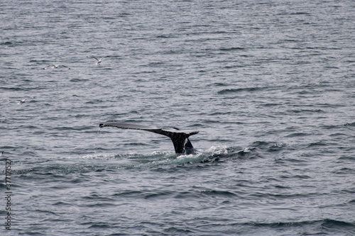 Whale Watching Tour around the city of Húsavík in northern Iceland, the whale capital of the world