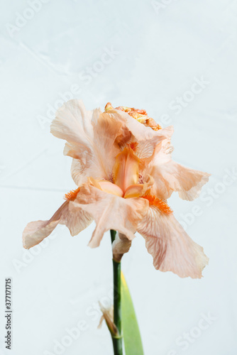 Beatiful macro photo of an iris flower nude beige yellow color shot on sunlight with white background 