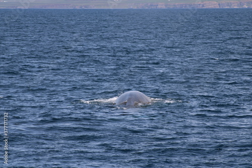 Whale Watching Tour around the city of H  sav  k in northern Iceland  the whale capital of the world