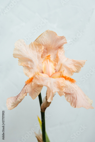 Beatiful macro photo of an iris flower nude beige yellow color shot on sunlight with white background 