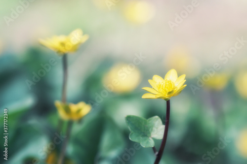 Beautiful yellow flowers on a background of green leaves in the sunlight, abstract blurred background, soft focus.