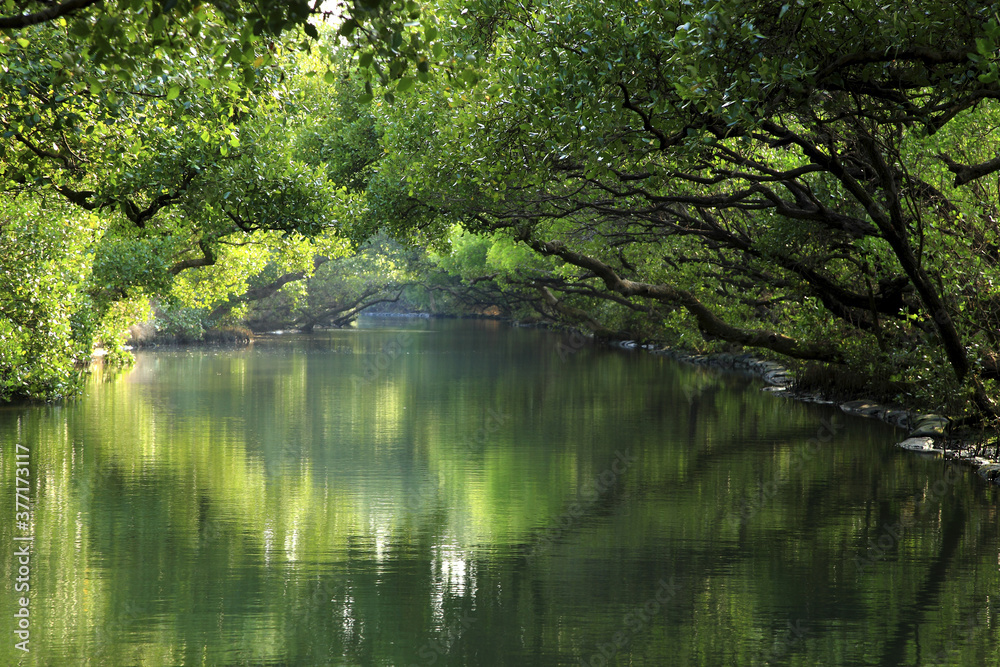 Tainan Four Grass Mangrove Forest Green Tunnel Tainan Four Grass Mangrove Forest Green Tunnel