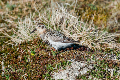 Rock Sandpiper (Calidris ptilocnemis) at St. George Island, Pribilof Islands, Alaska, USA photo