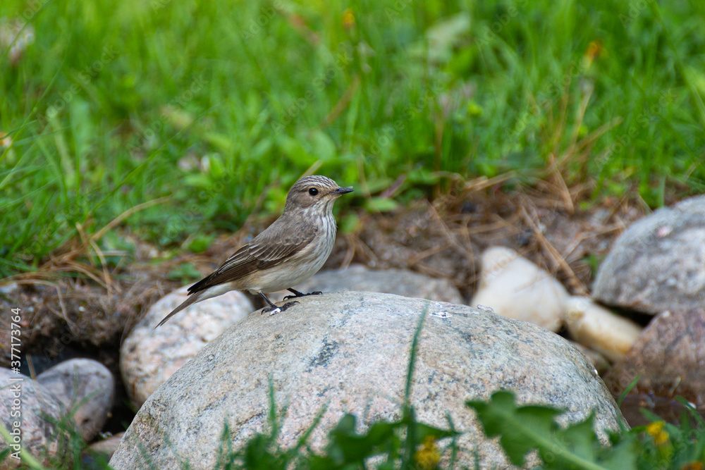 Little flycatcher sitting on a rock.