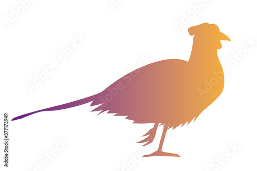 wild pheasant bird animal silhouette