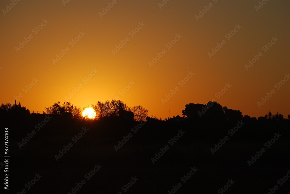 Orange Sunset and Black Tree Silhouette Orange Sunset and Black Tree Silhouette