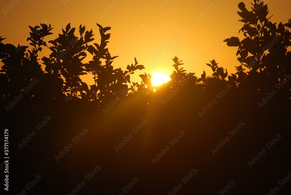 Orange Sunset and Black Tree Silhouette Orange Sunset and Black Tree Silhouette