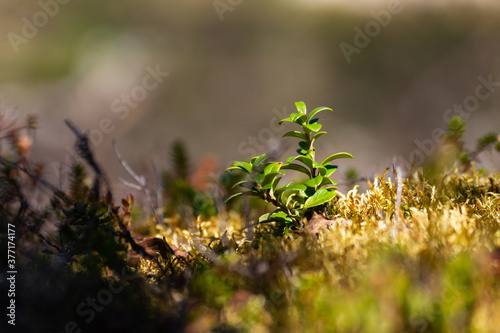 Young cranberry bush growing in moss. A close up of a plant in the sunlight.