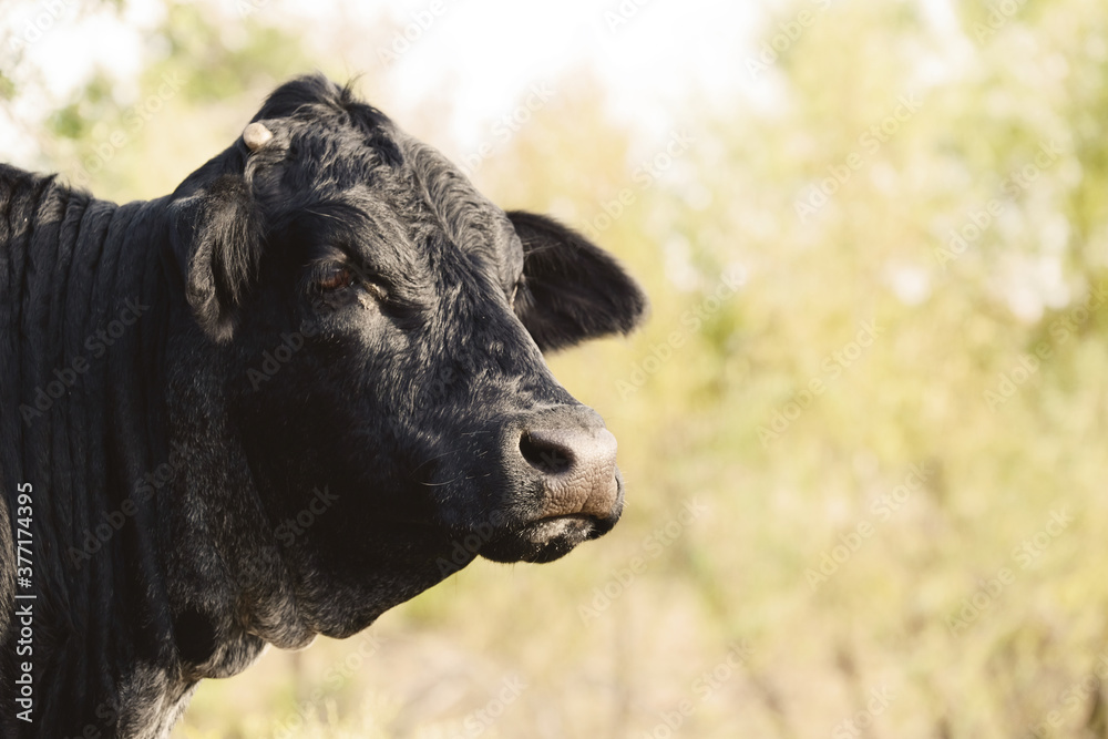 Profile view of black beef cow with blurred fall color background. Profile view of black beef cow with blurred fall color background.