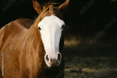 Bald face mare horse portrait shows white head and dark background with copy space for equine concept.