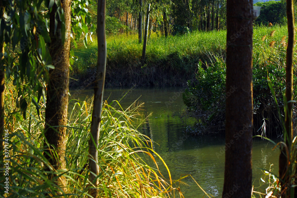 Obraz premium forest view in the morning