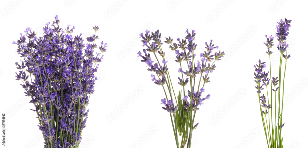 Fototapeta premium Set of lavender flowers on white background. Banner design