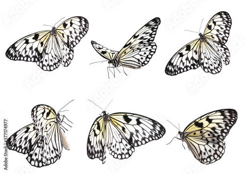 Set of beautiful rice paper butterflies on white background © New Africa