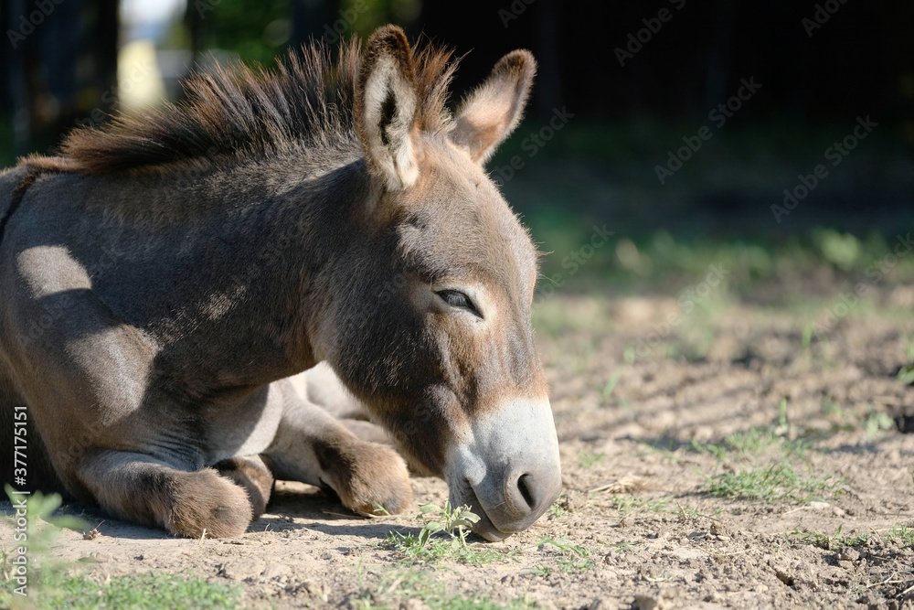 Sleepy mini donkey resting in farm field close up. Sleepy mini donkey resting in farm field close up.