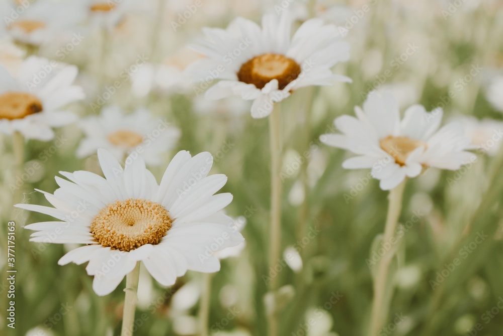 Fototapeta premium daisies in a field