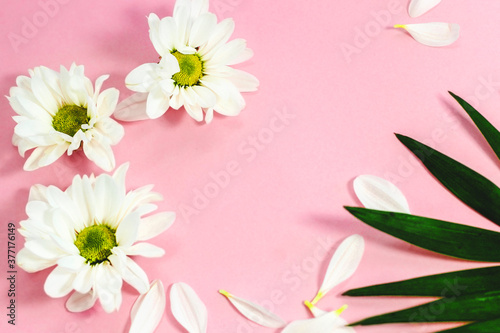 Floral background for design. Chrysanthemum and petals. Space for text.