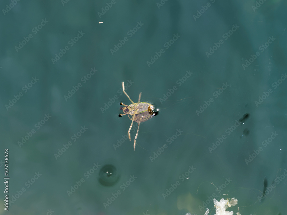 (Notonecta maculata) La notonecte maculée ou abeille d'eau Stock Photo — free download