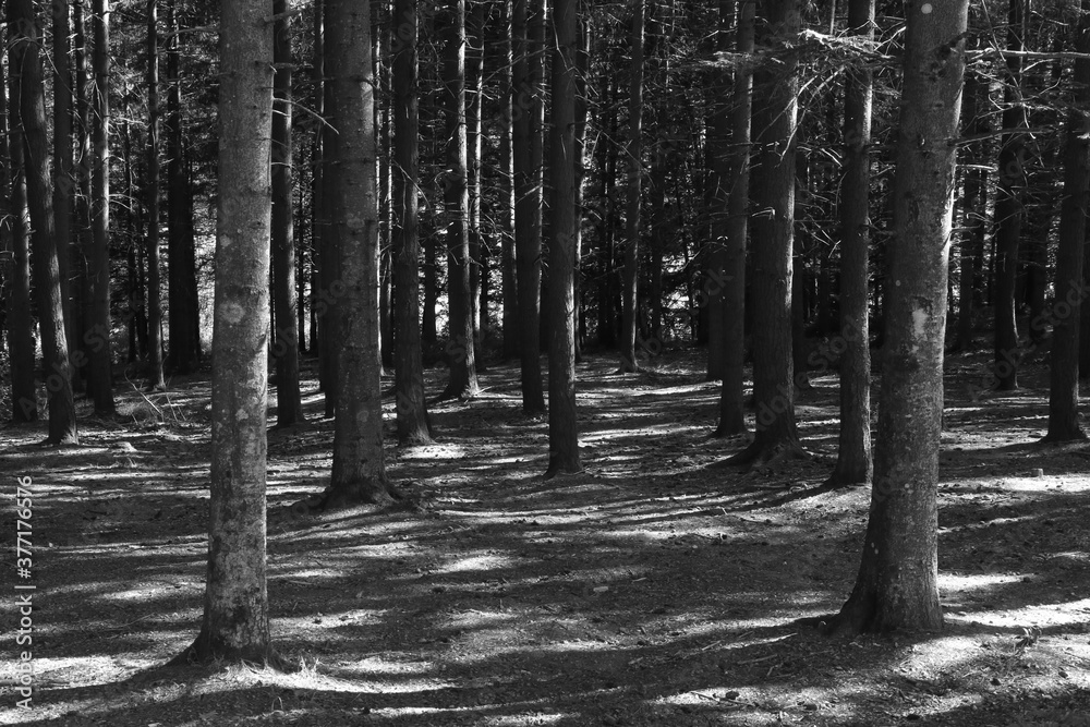 Naklejka premium foto in bianco a e nero di un bosco fitto