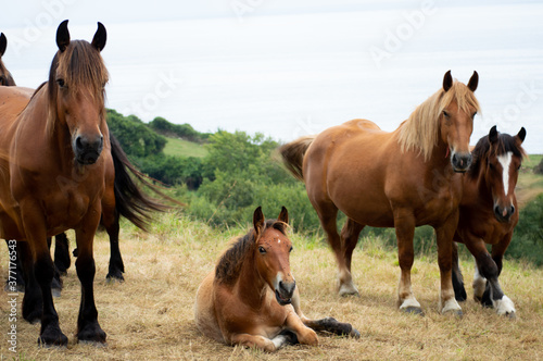 A herb of horses in a hill of Cantabria  Spain