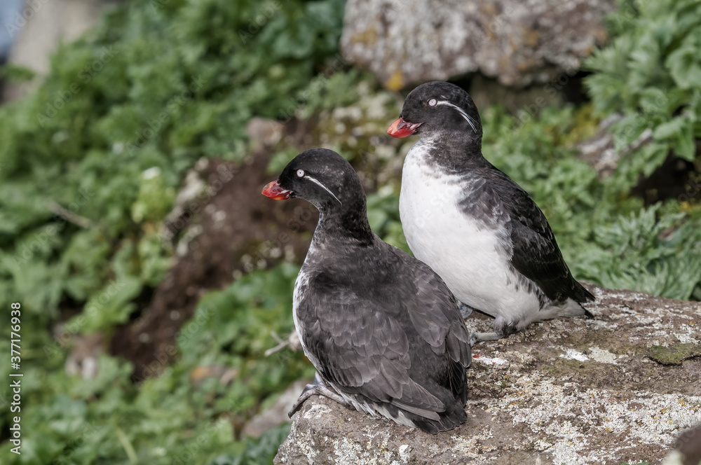 Obraz premium Parakeet Auklet (Aethia psittacula) at St. George Island, Pribilof Islands, Alaska, USA