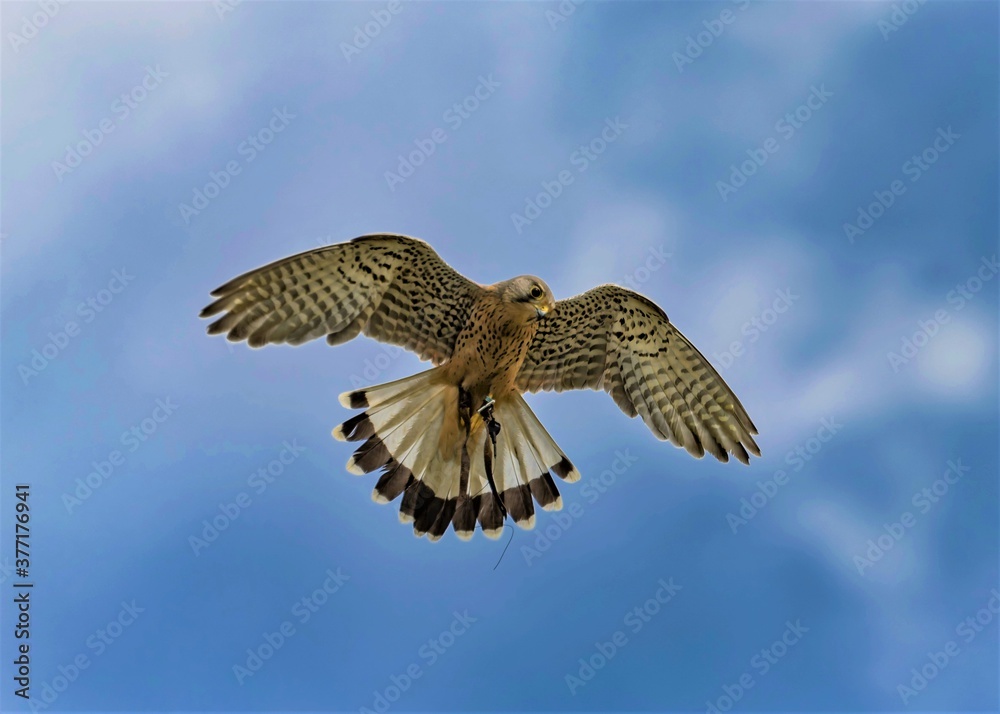Fototapeta premium Kestrel