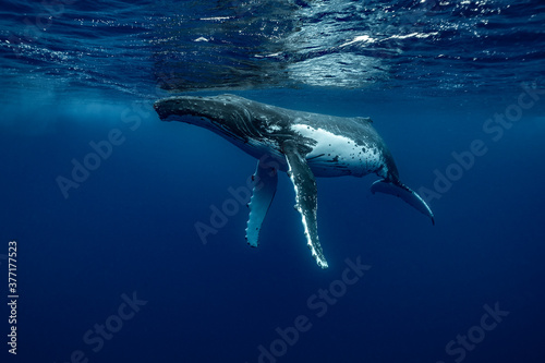 A humpback whale portrait with sunlight ray photo