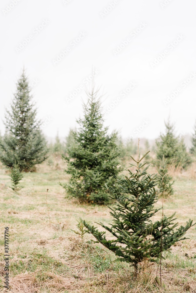 pine tree in the snow