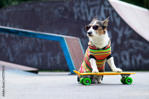 Stylish dog on the ramp, riding a penny board outside. A pet is riding a skateboard or longboard on the playground © Дарья Шуйскова
