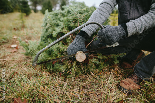 man cutting bottom of cut tree photo