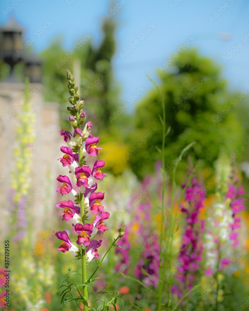 Obraz premium Snapdragon