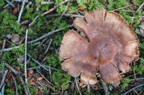 A mushroom on the forest floor with copy space colour photo.