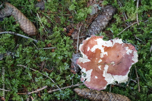 A mushroom with copy space colour photo.