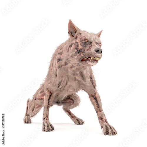 Fototapeta zombie dog is on remorse pose and isolated in white background