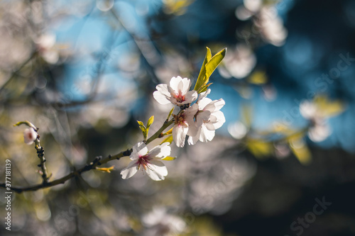 Flores de almendro con desenfoque