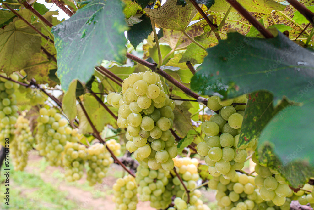 Parreira de uvas verdes - cachos de uva Parreira de uvas verdes - cachos de uva