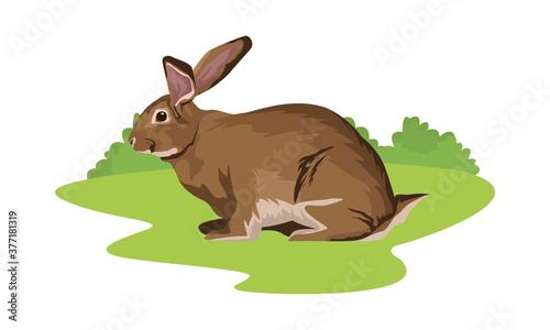 cute wild rabbit animal nature in the field