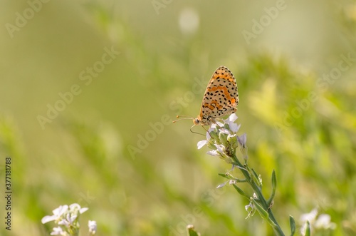Close up of butterfly Melitaea didyma on flower with green background