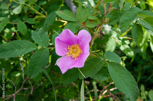 Wild Rose at Polebridge