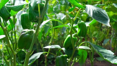 Fresh pepper in the greenhouse on the bed