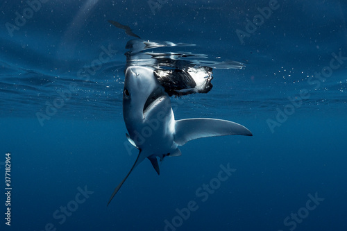 Shark attack on a seabird photo
