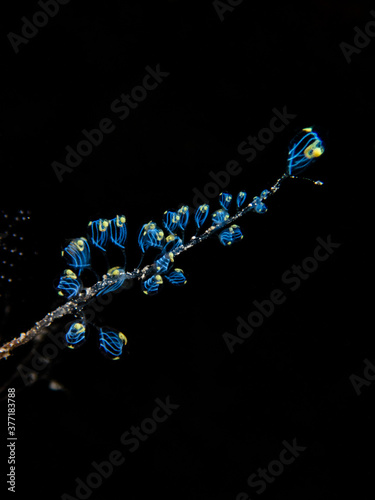 Underwater flower coral with black background photo