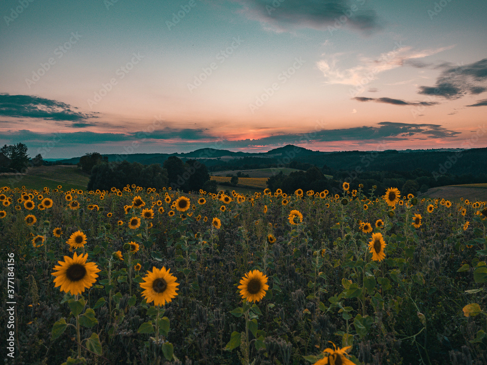 Obraz premium Sonnenblumenfeld, Sonnenblumen in der Sächsischen Schweiz, Panorama Sonnenblumenwiese im Sommer