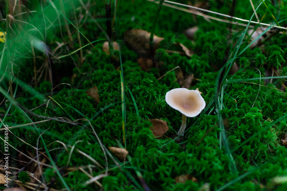 small thin light mushroom toadstool grows in the forest among green moss, grass and brown leaves small thin light mushroom toadstool grows in the forest among green moss, grass and brown leaves