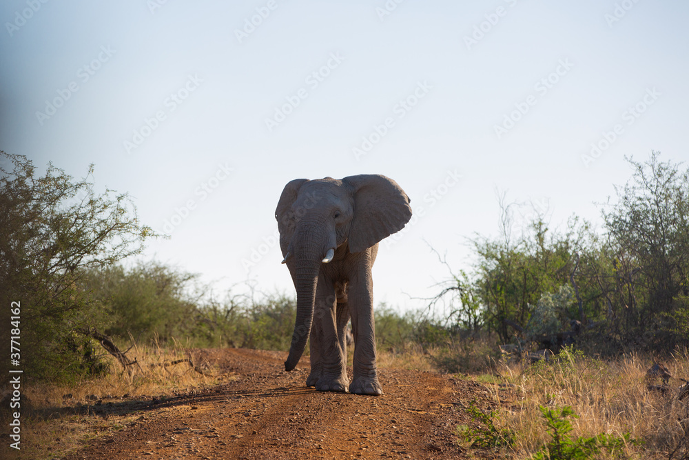 Obraz premium African Elephant Walking in the Wild