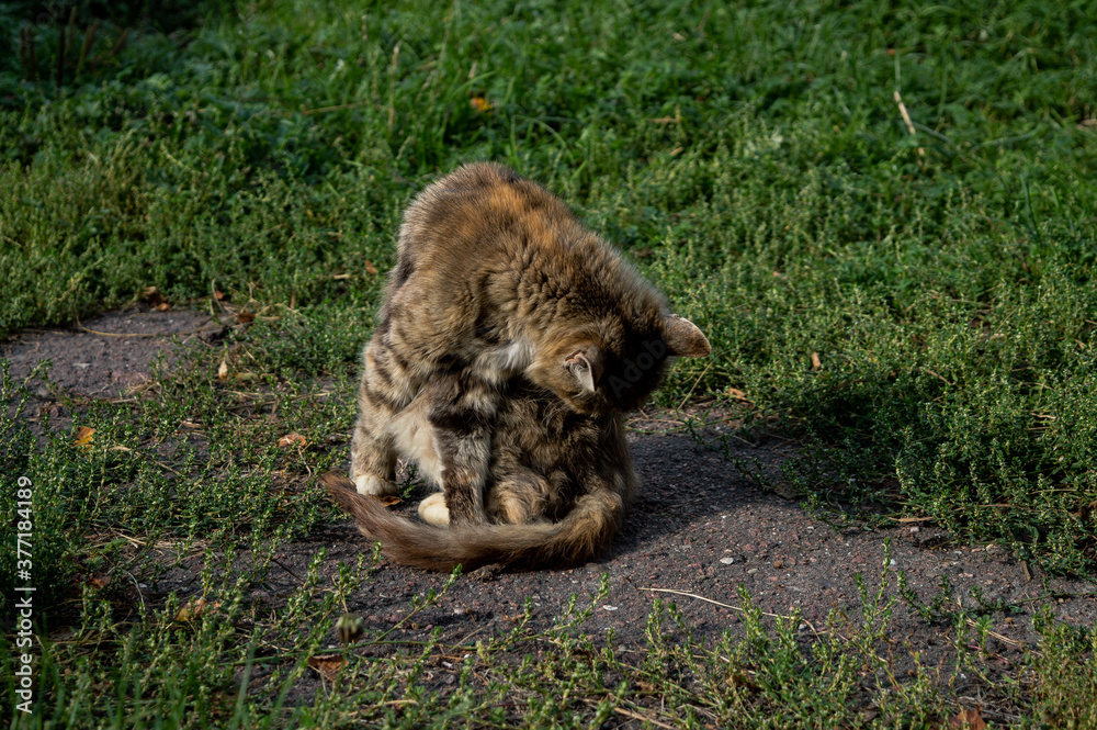 Naklejka premium Cat sitting on the grass on a Sunny day