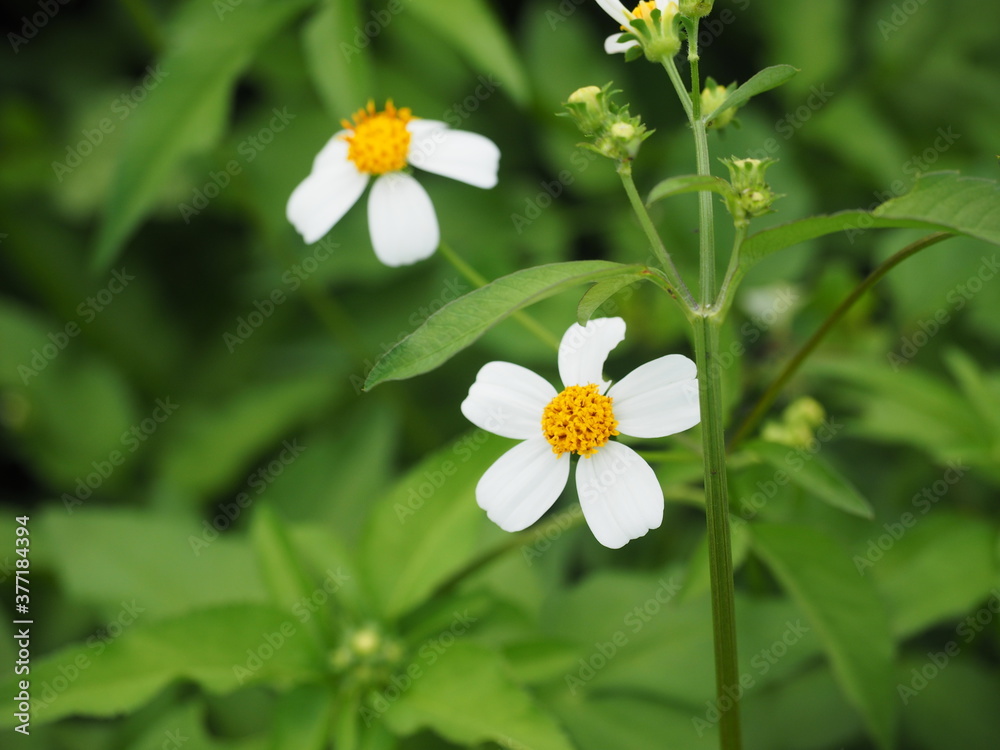 closeup white blooming daisy flowers in green garden closeup white blooming daisy flowers in green garden