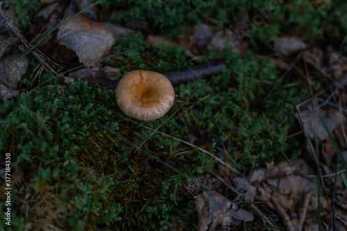 light orange round mushroom toadstool grows in the forest among green moss, grass and brown leaves