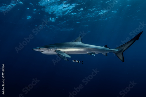 Wallpaper Mural shark in the ocean Torontodigital.ca